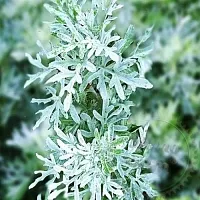 Dried flowers Wormwood 1 kg cosmetic ingredient Mylo Opt