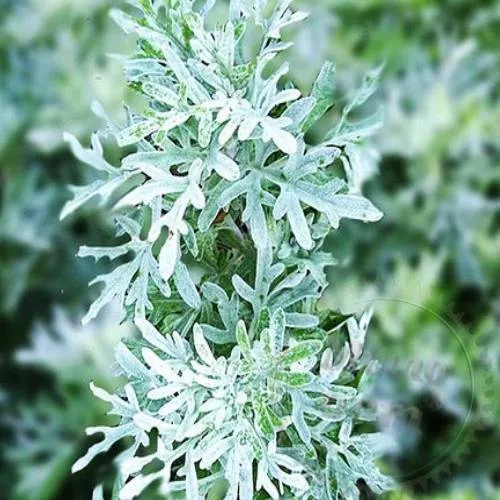 Dried flowers Wormwood 1 kg Mylo Opt global supplier Dried flowers Wormwood 1 kg cosmetic ingredient Mylo Opt