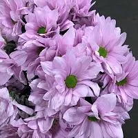 Chrysanthemum Fragrance Oil 1 L cosmetic ingredient Mylo Opt