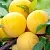 Ximenia Oil 5 ml cosmetic ingredient Mylo Opt