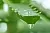 Sabila detergent Fragrance Oil 1 L cosmetic ingredient Mylo Opt