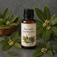 Laurel Leaf Macerate 10 ml cosmetic ingredient Mylo Opt