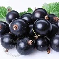 Hypoallergenic Fragrance Oil Black Currant, 1 L, rating ⭐⭐⭐⭐⭐, 811.99 UAH – Milo Opt, worldwide delivery