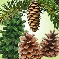 Віддушка Pine Forest, 1 літр