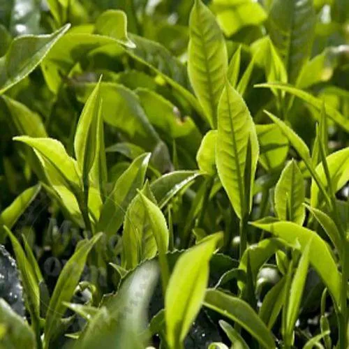 Віддушка Tea tree hydro 1 літр Віддушка Tea tree hydro 1 літр