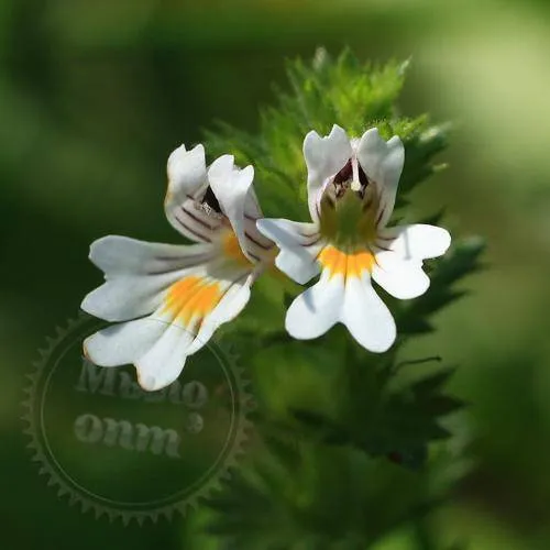 Eyebright extract, 1 L, 151.50 UAH, rating ⭐⭐⭐⭐⭐ Milo Opt