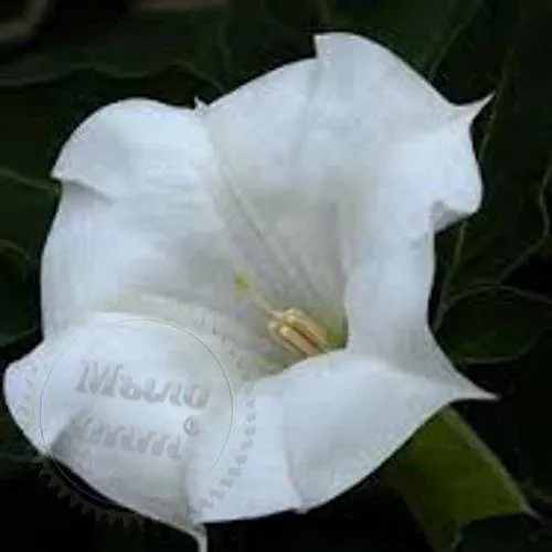 Moon flowers Fragrance Oil for washing powder 1 L cosmetic ingredient Mylo Opt
