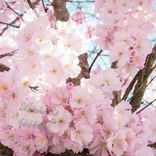 Sakura Flowers Fragrance Oil 1 L, 1 066.16 UAH, rating ⭐⭐⭐⭐⭐ Milo Opt