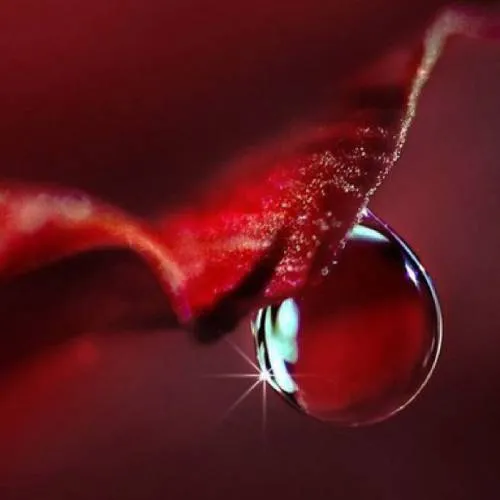 Astaxanthin AstaTROL, 5 g cosmetic ingredient Mylo Opt
