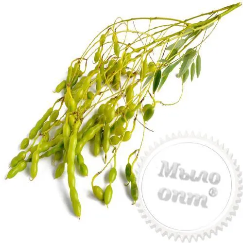 Sophora Japanese fruit 10 kg Mylo Opt global supplier Sophora Japanese fruit 10 kg cosmetic ingredient Mylo Opt
