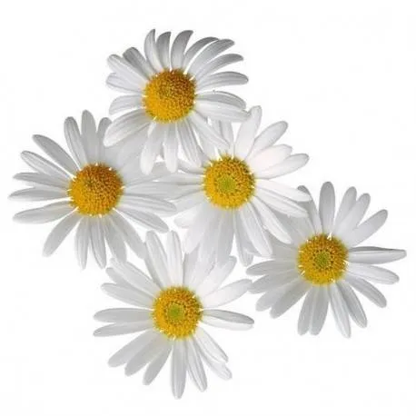 Chamomile Glycolic Extract, 25 ml, 12.99 UAH, rating ⭐⭐⭐⭐⭐ Milo Opt