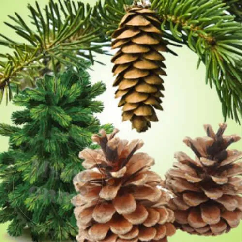 Віддушка Pine Forest, 1 літр 879.02 грн. рейтинг ⭐⭐⭐⭐⭐ Мило Опт