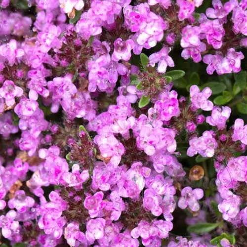 Common thyme 1 kg Mylo Opt global supplier Common thyme 1 kg cosmetic ingredient Mylo Opt