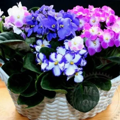 Экстракт Фиалки сухой, 5 гр сырье для косметики Экстракт Фиалки сухой, 5 гр артикул TM19120802